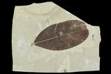 Fossil Leaf (Leguminosites)- Green River Formation, Utah #110394-1